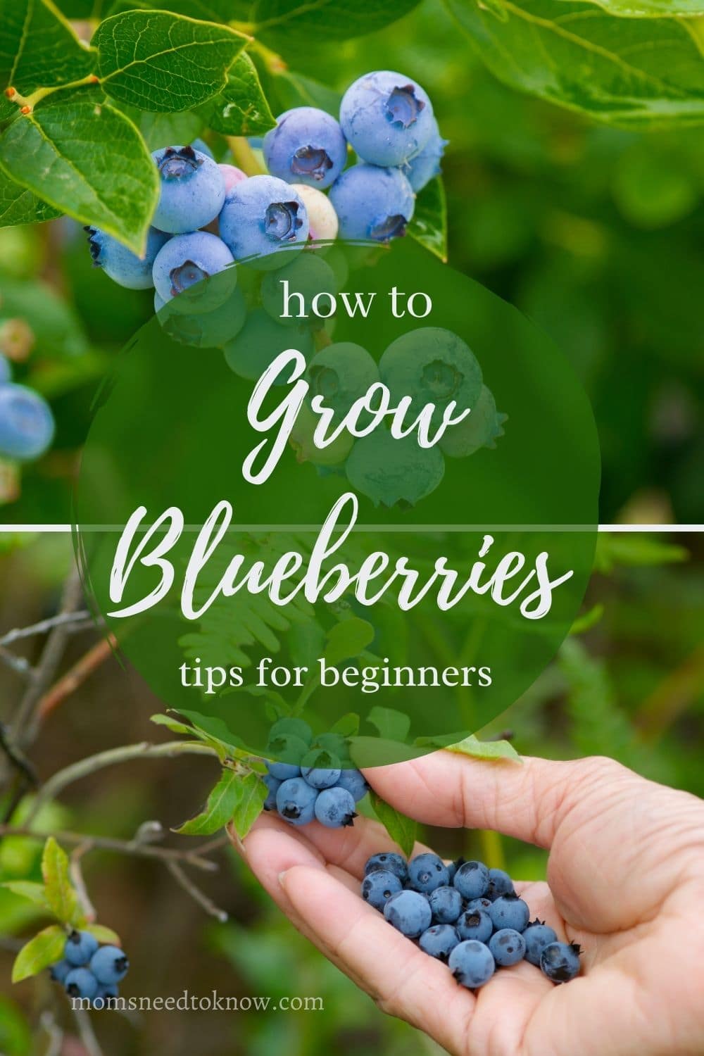 How To Grow Blueberries | Moms Need To Know