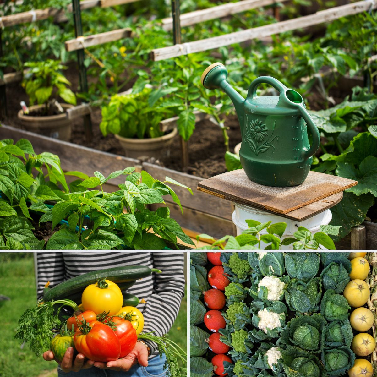 How to Start a Garden Start a Vegetable Garden Inexpensively