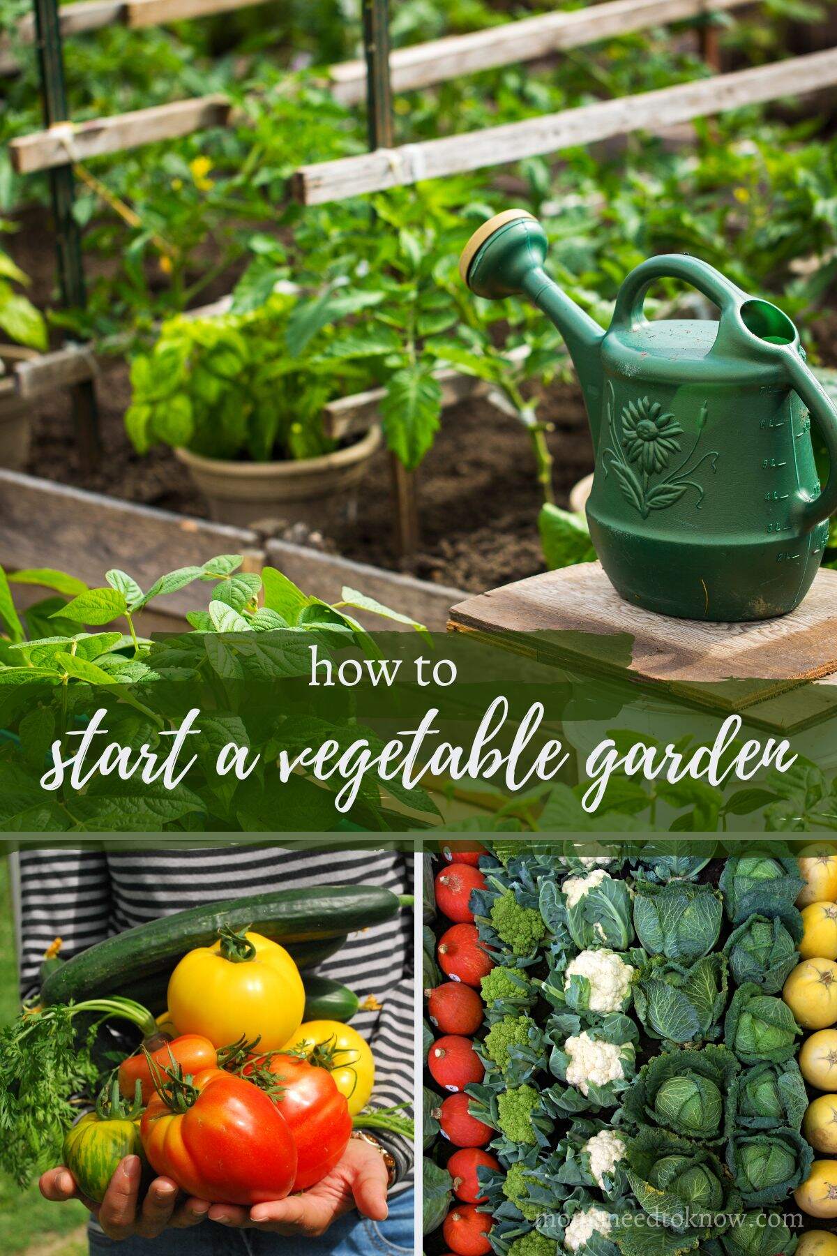 collage of images of starting a vegetable garden